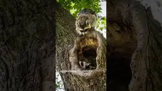 Fascinating Raccoon Facts You Didn't Know  Raccoon Behavior and More #animalfacts #natureadventures