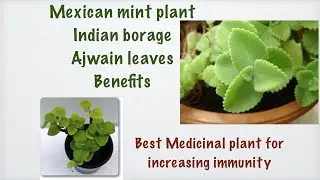 18 September 2020 Ajwain leaves Mexican Mint Indian borage benefits