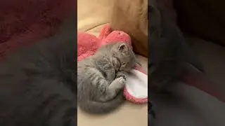POV: You Own a Crazy Cat  #cat #funny