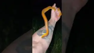 Yellow rat snake Bites me #shorts #youtubeshorts
