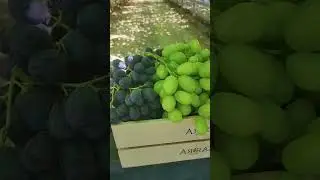 Black, red or white? #grape