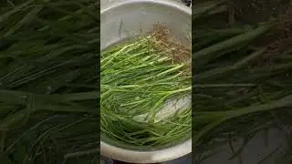 Paragis tea boiling Sino may alam nito comment lng kayo #health  #healthbenefits  #asmrsounds