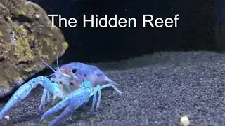 Blue Lobster