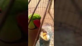 Parrots vibe😘😍😍😍😍😍