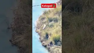 Crocodile spotted on kalagad dam 🐊#shorts #crocodile #wildlife