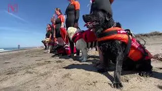 These Canines Patrol the Italian Beaches as Lifeguards