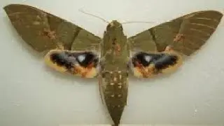 GAIATRUS. Polilla esfinge llamativa (Eumorpha labruscae).