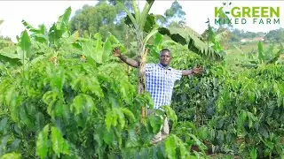 Intercrop these plants in Coffee to supplement your income