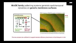 Real-time AM/FM streaming of single cell data using synthetic protein waves | Scott Coyle | SCP2025