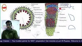 🌸 Anatomy of Flowering Plants L-3 | Root and Stem Anatomy | NEET 2026