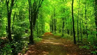 Magical Bird Forest Sounds🕊3HRS Of Beautiful Bird Noise🕊Meditation, Sleep, Relaxation, Study,Etc..