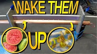 Germinating Guava Seeds With Plasma