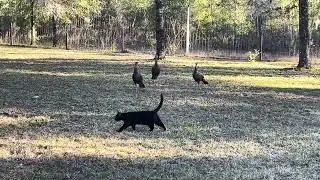 Turkey vs house cat 