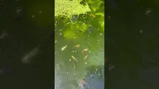 Showing the summer tubbing guppies #shorts