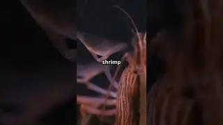 A Shrimps Heart is in it&rsquo;s Head! #a1 #facts