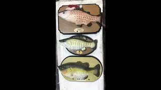 Ryan's Singing Fish Fully Repaired