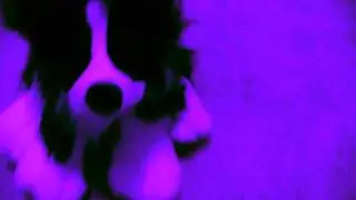 PUNK ROCK CHICK - MiniMusicVideo