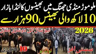 Buffalo Rate Today | Jhang Janwar Mandi Bhains Price