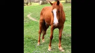 SOS  cheval (2007-2013)