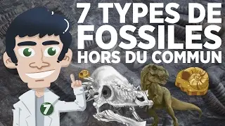 7 types de fossiles hors du commun