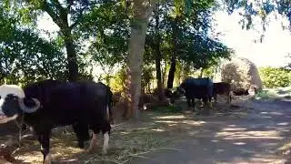 The naughty buffalo.. 😀