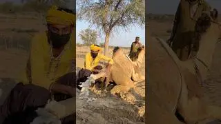 What's that flying?#funnyshorts#funnyanimals