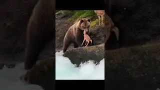 Bear's Deadly Catch at the River #wildlife #nature #predator