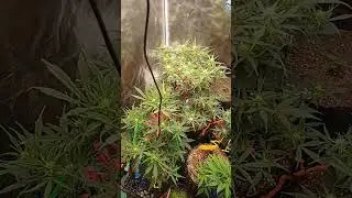 apple strudel autos from 420 fastbuds 🔥🔥🔥🔥