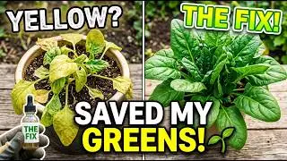Don't Let Leafy Greens Turn Yellow - Wood Ash Is The Tricks 