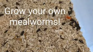 Mealworm farming made easy! So easy even YOU can do it 😉