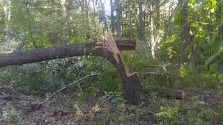 GIANT OAK HINGE w WALT DONALDSON