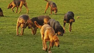 How to Choose the Right Tracking Equipment for a Bloodhound
