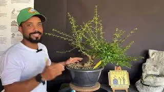 COMO DISTRIBUIR A ENERGIA NO SEU BONSAI | NOVO PROJETO LIGUSTRINHO