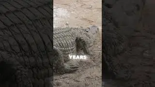 🐊 Can you believe these alligator facts!? 🤯 #dailyfacts #animalfacts #alligators #science