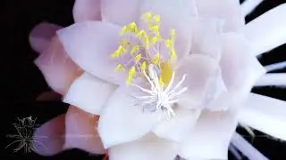 Edgy Palates - Queen of the Night (Visualiser)