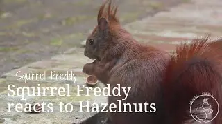 Squirrel Freddy Enjoys a Delicious Hazelnut | Cute Wildlife Moments