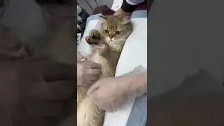 Alpha at Home, Coward at the Vet! My Golden Cat&rsquo;s Hilarious Reaction to the Doctor.#goldenshaded