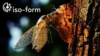An Accelerated Animated Cicada Molt with iso-form