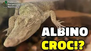 Крокодил-альбинос из Кореи?!