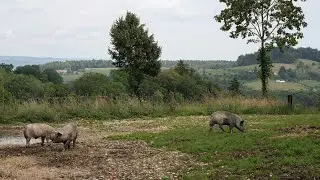 El Cerdo Ibérico: El Ingeniero Invisible de la Dehesa