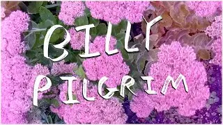 Archie Sagers - Billy Pilgrim (Official Video)