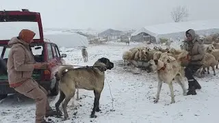نهاية كلب الكانجال 😭😭- راعي غنم وسط الثلوج