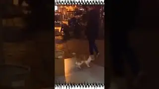 Funny jogger cat ever! #Short
