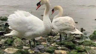 Five baby swans on the River Thames (1)