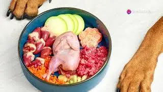 Nutritional Guide To Dog Food: Organic And Eco-Friendly Choices