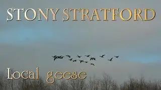 Stony Stratford: Local geese (4K)