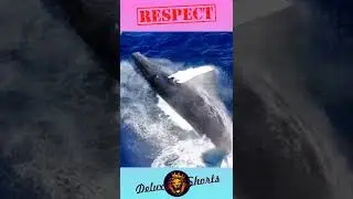 respect 🔥 🐋🌊🐋  #respect #fyp #shorts #deluxe #rek