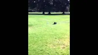 Jax the pug puppy incredible football skills