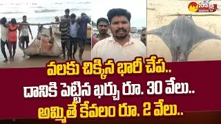 Big Fish: వలకు చిక్కిన భారీ చేప.. | Chirala Vodarevu Beach | @SakshiTV