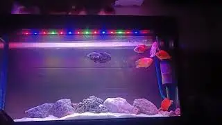 New monster fish setup in my 4 feet minjiang tank💦